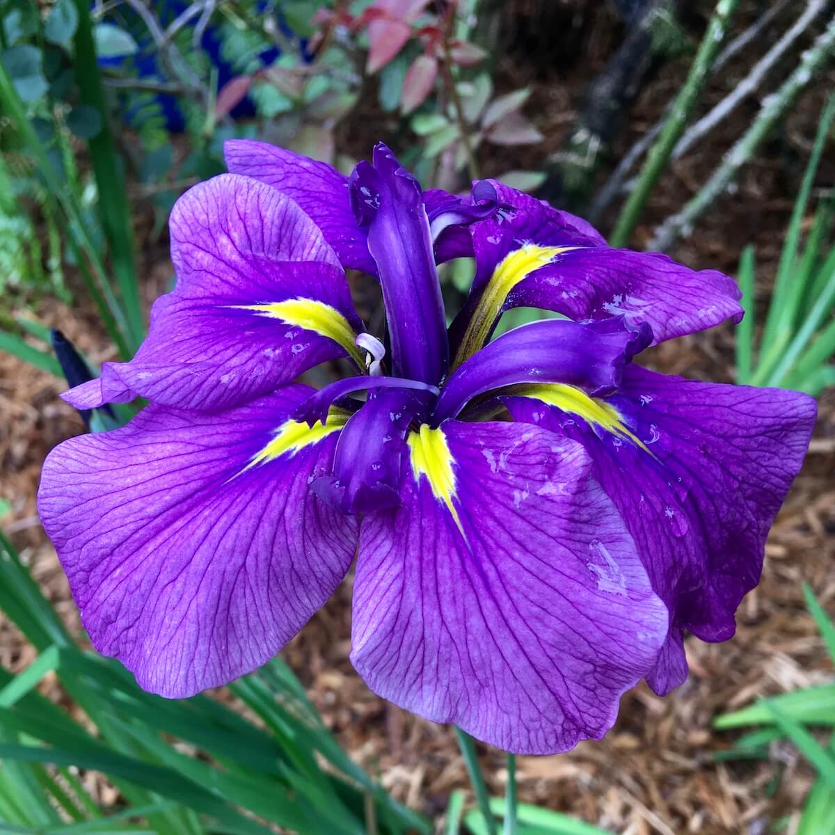 Purple iris