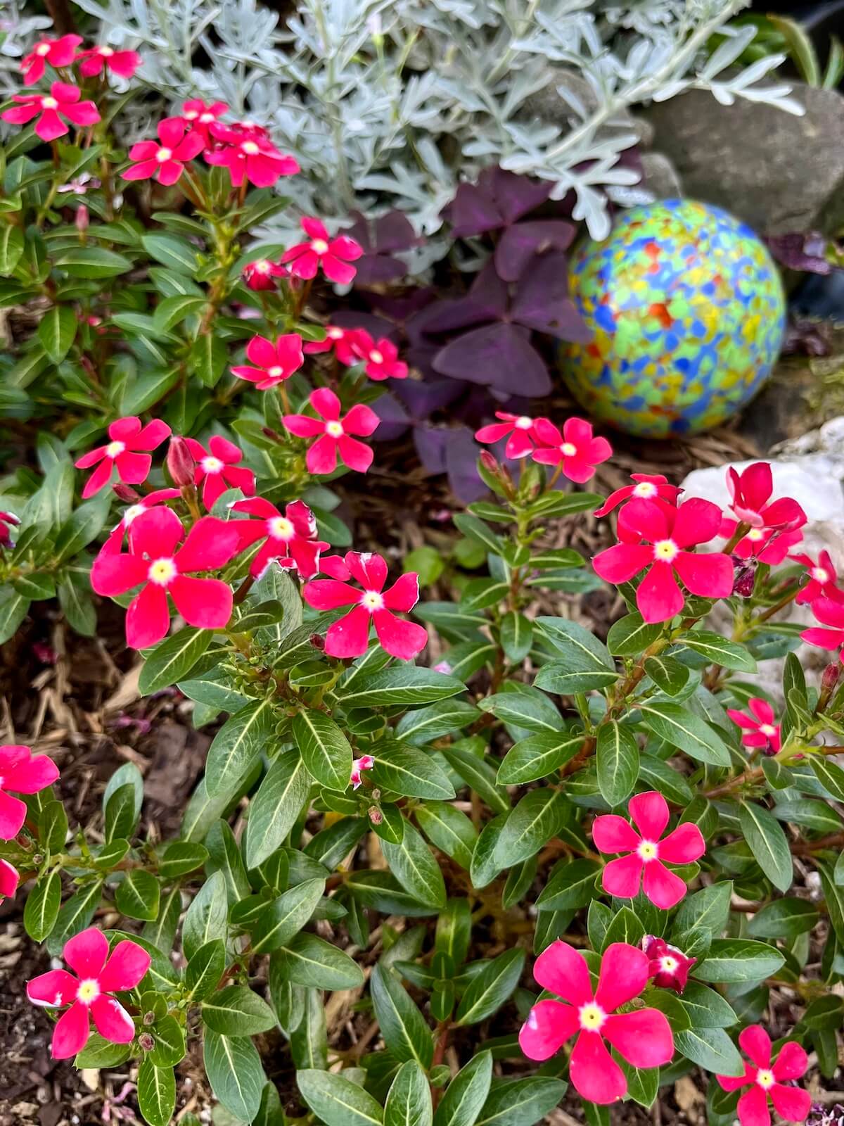 Red vinca, artemesia and oxalis
