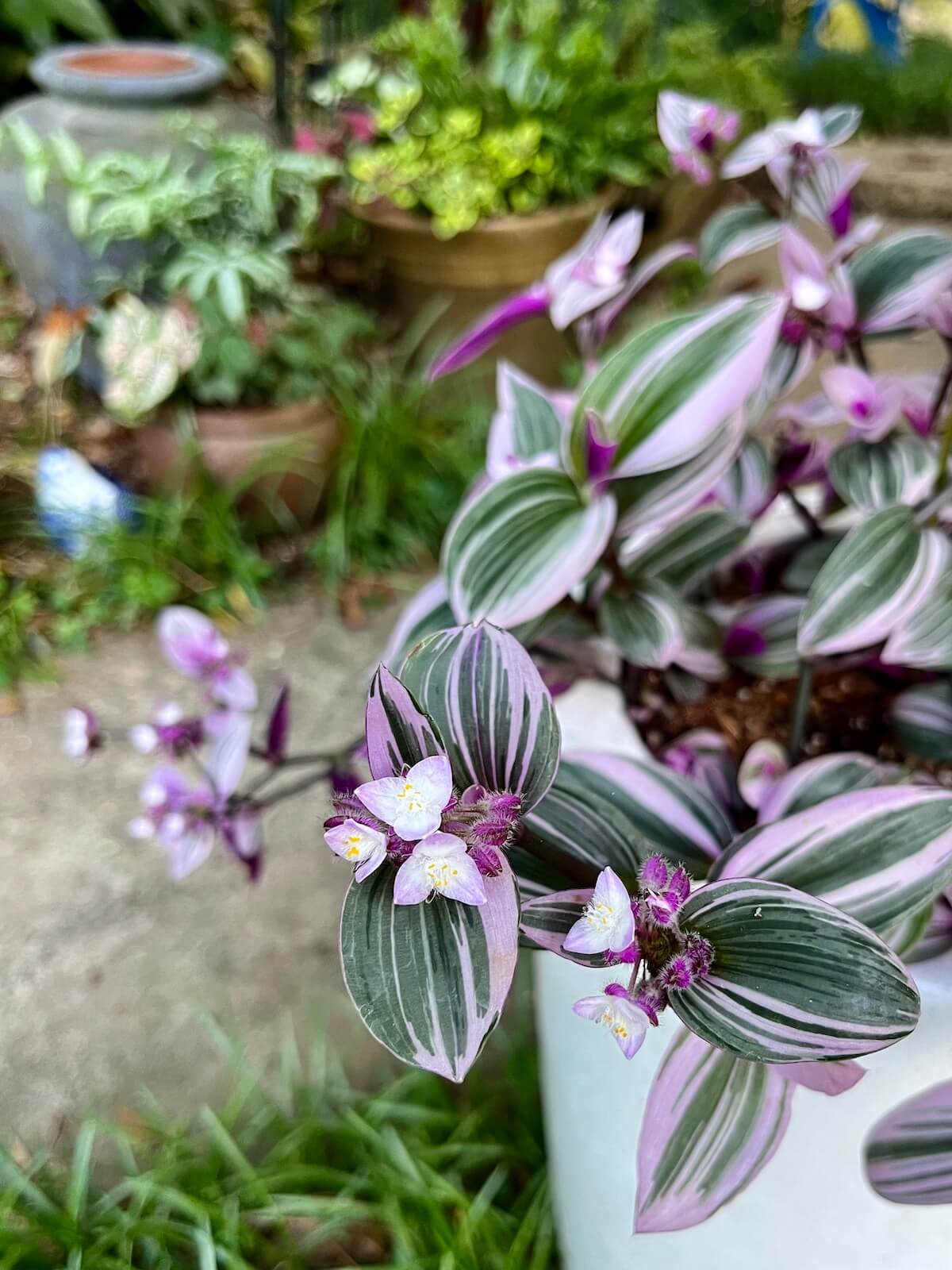 Tradescantia zebrina with lavender foliage