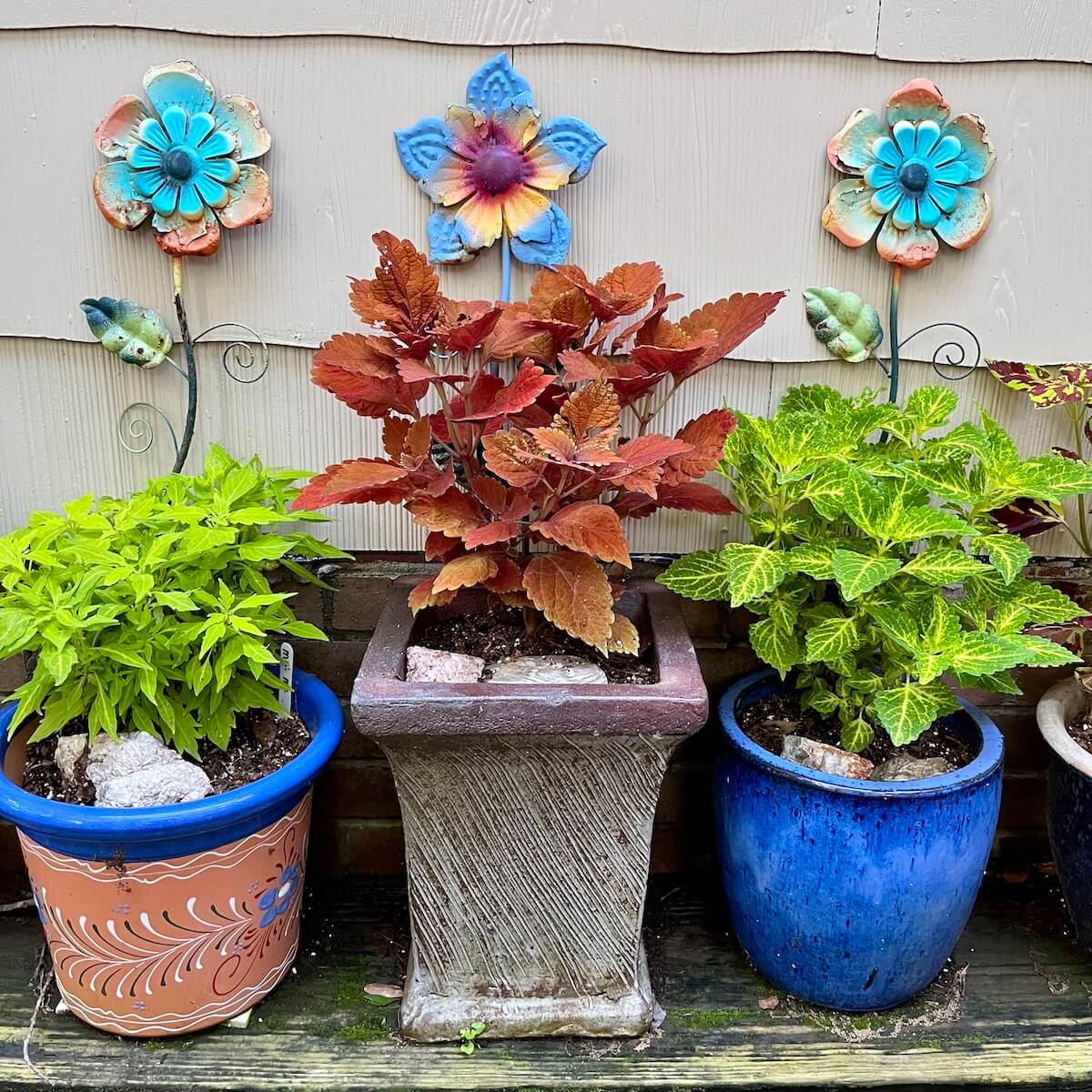 Pots of coleuses with fake flowers