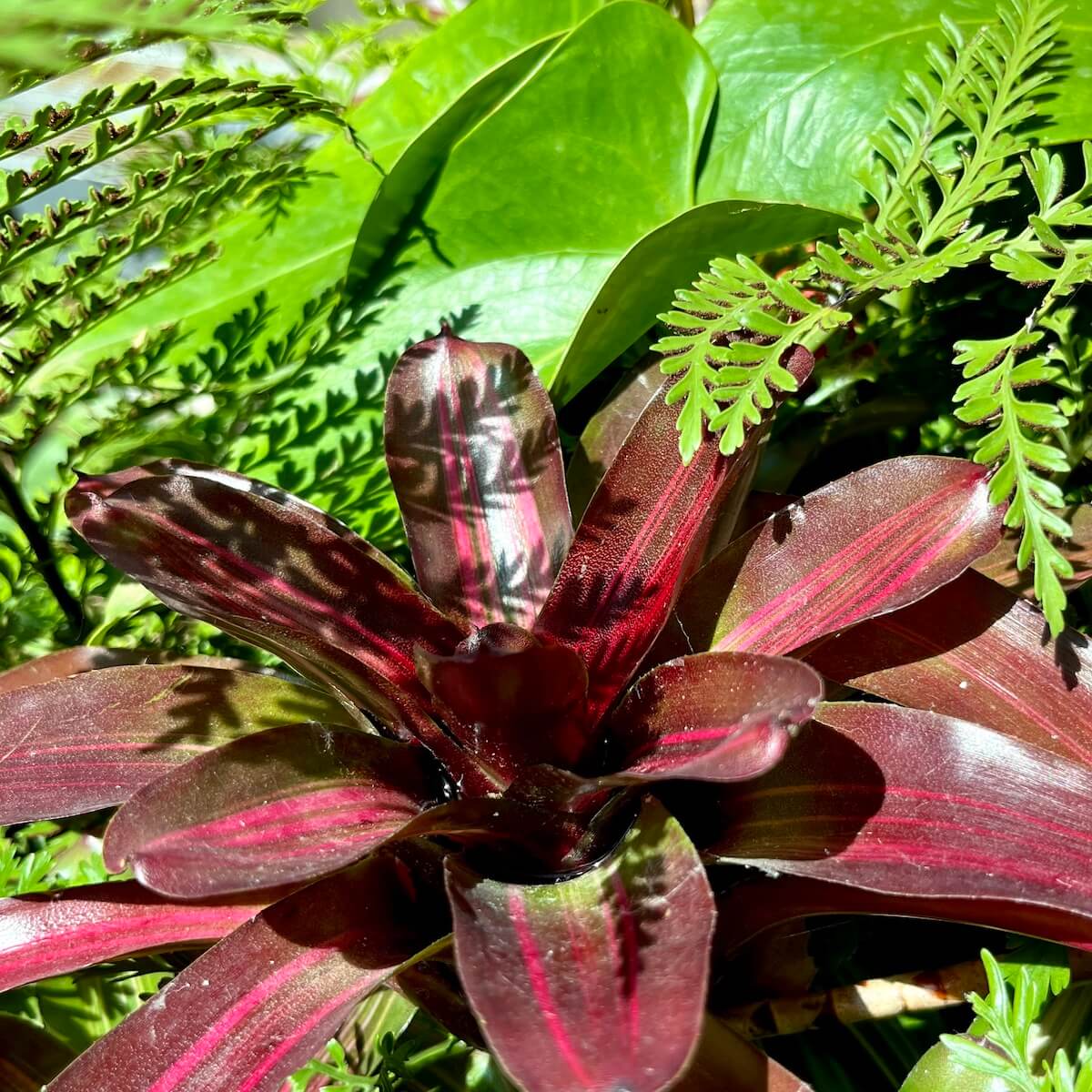 Red striped bromeliad with fern and a fern shadow