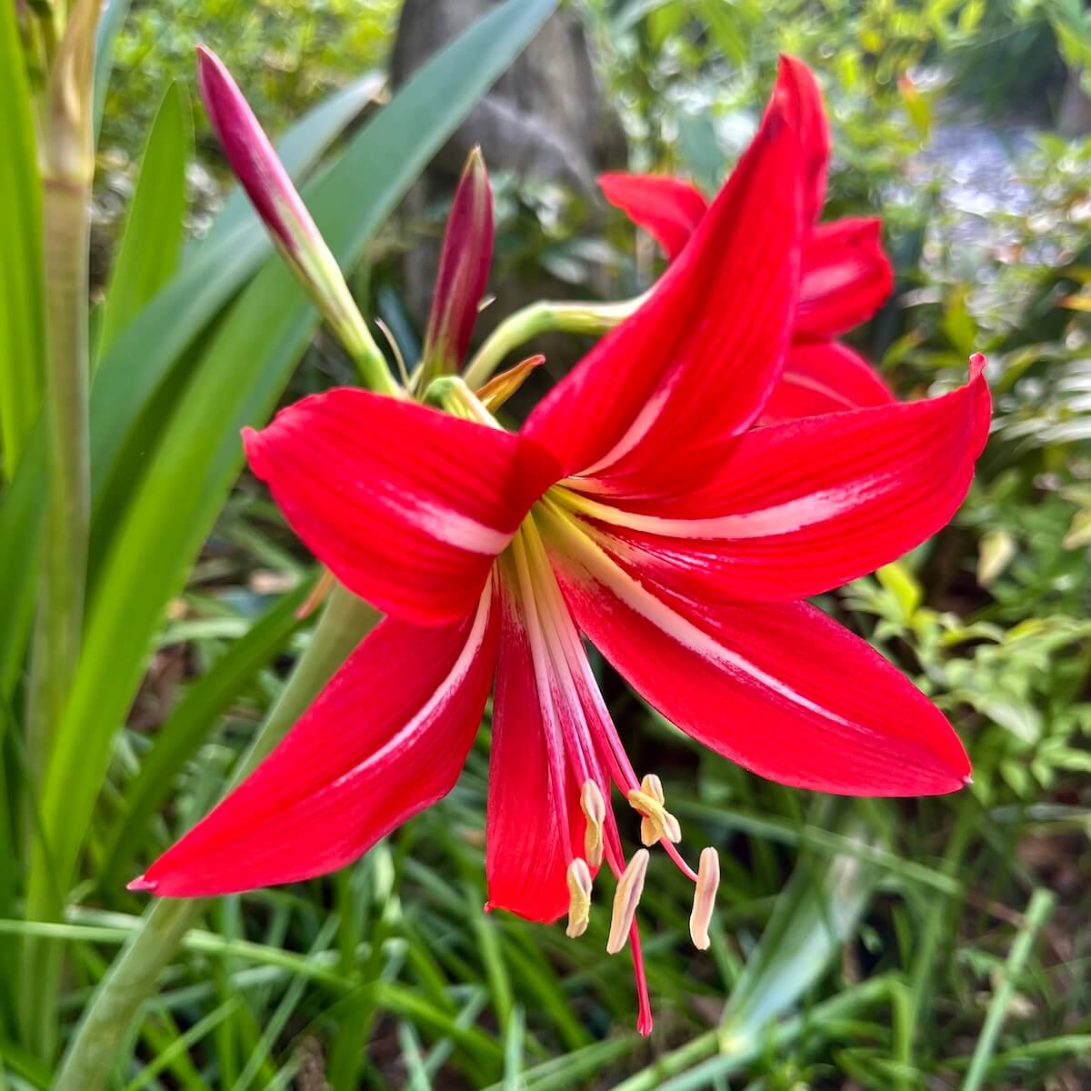 Red amaryllis