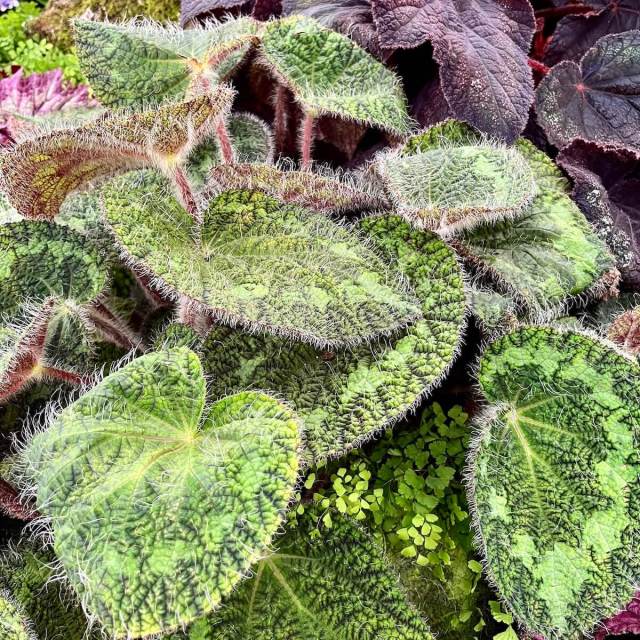 ベゴニア写真集　Asian Begonia 300 Species … 300 Species Portraits Asian Begonia - BEGONIASYMAS.COM
