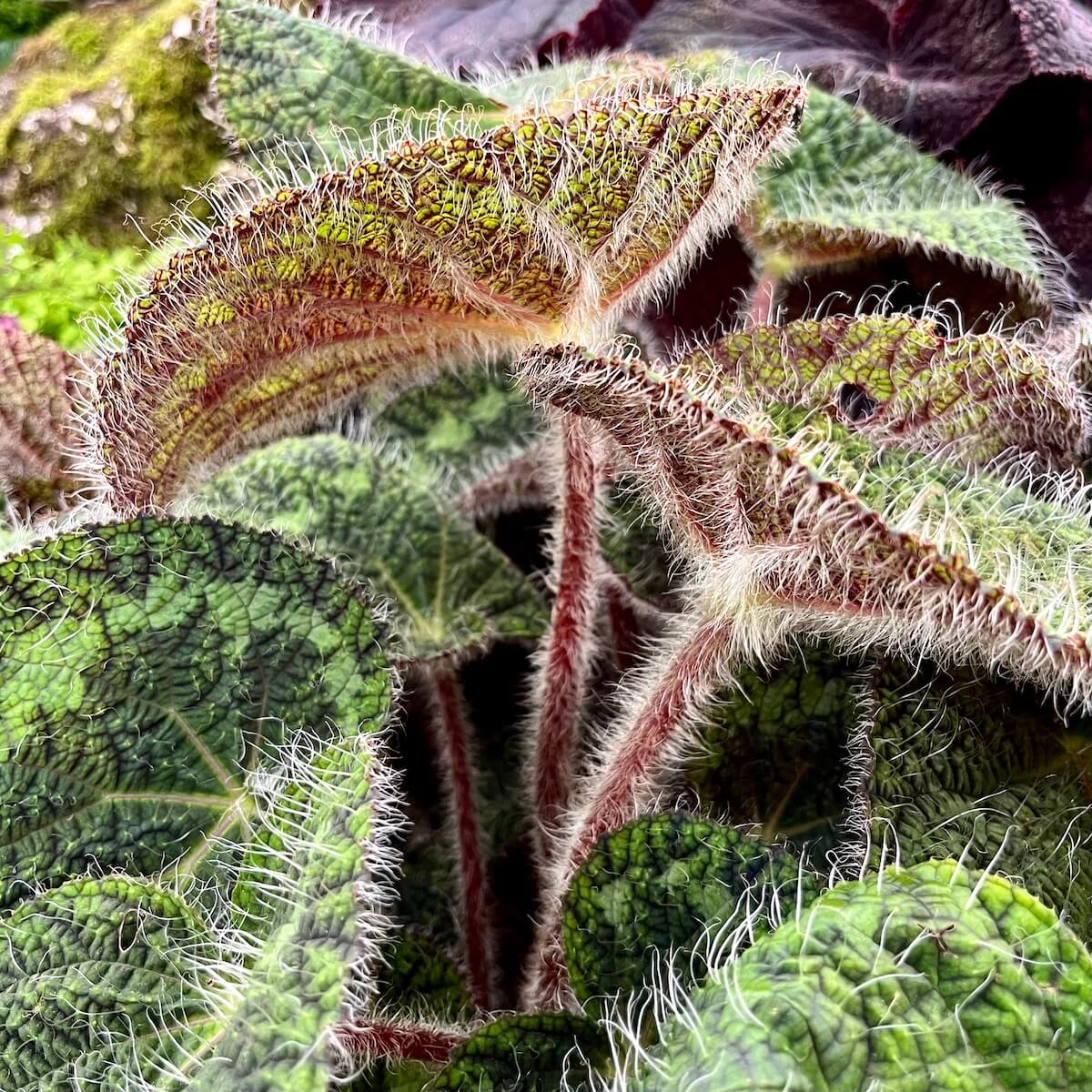 Begonia with hairy leaves and red stems