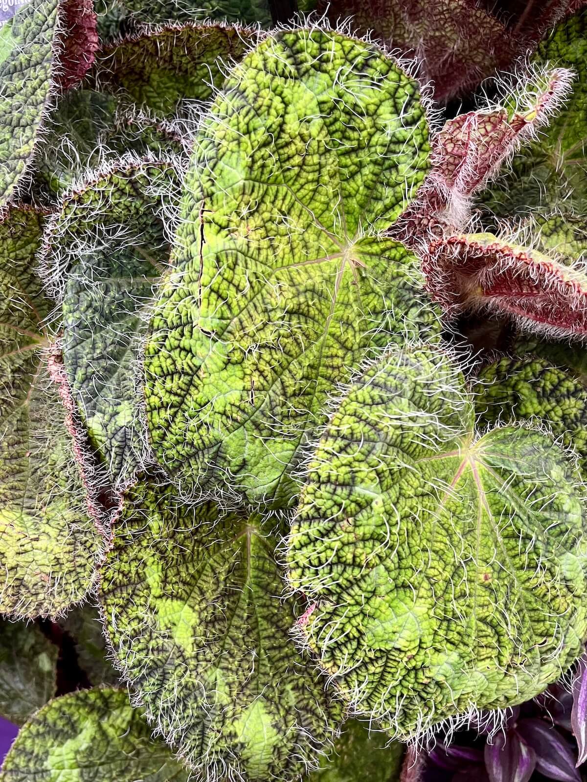Hairy-leaved Begonia sizemoreae (syn. longiciliata) at a Show