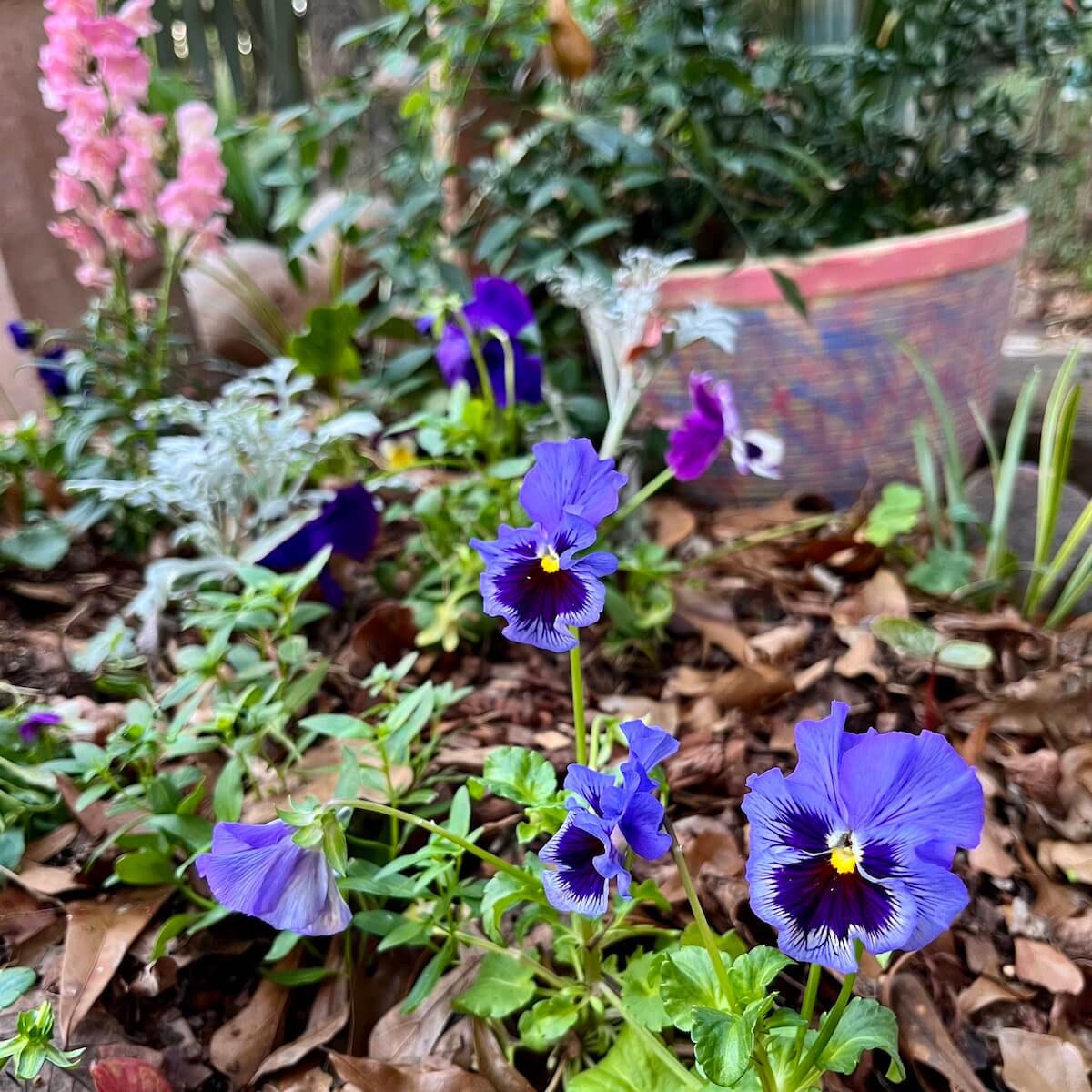 Pansies and snapdragons with colour-matched, roughly-painted pot