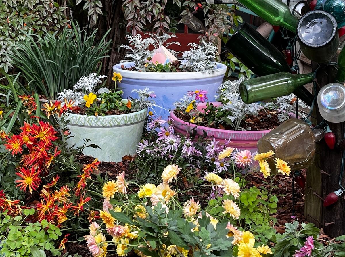 Hand-painted pots with chrysanthemum x rubellum